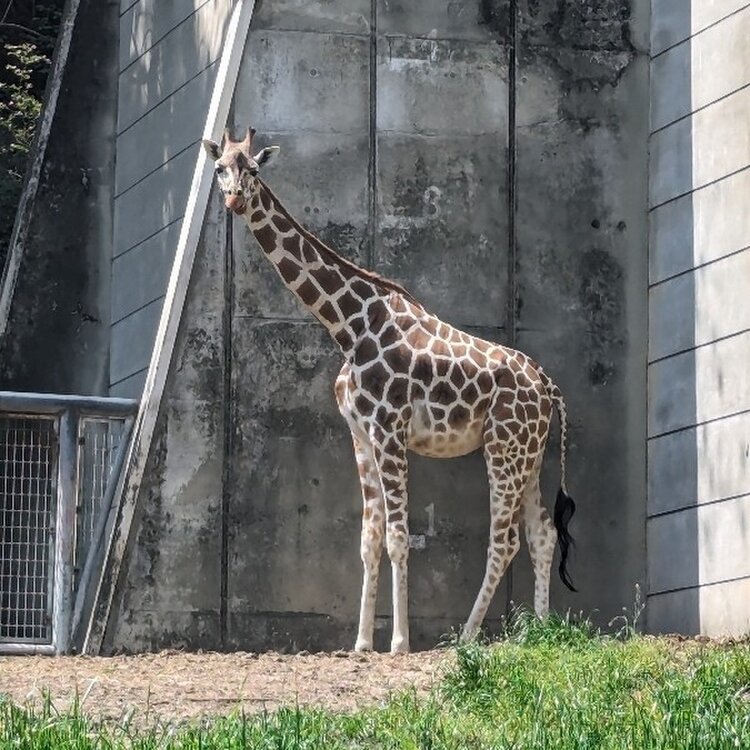 東山動物園 名古屋市千種区】2023年7月14日、東山動植物園に新エリア