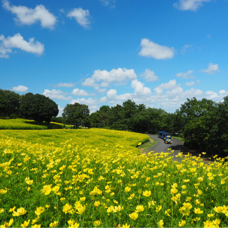 国営昭和記念公園 - （東京都）の詳細情報 ｜ ことりっぷ