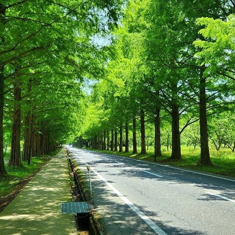 コ〜チャンさんの投稿/メタセコイヤ並木 ｜ ことりっぷ