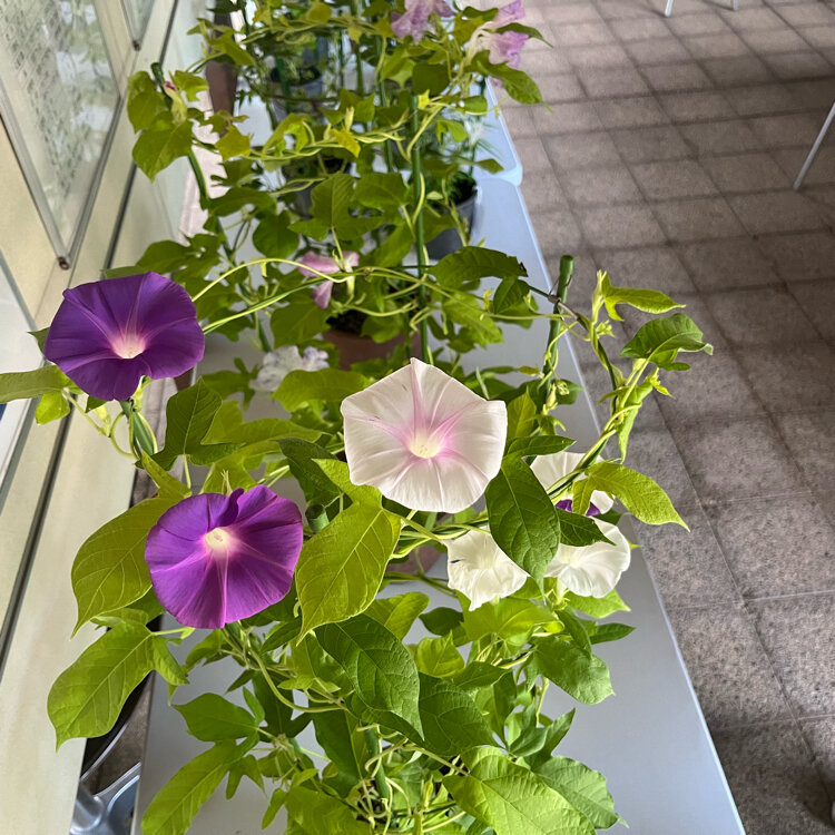 まーがりんさんの投稿/国立歴史民俗博物館 くらしの植物苑