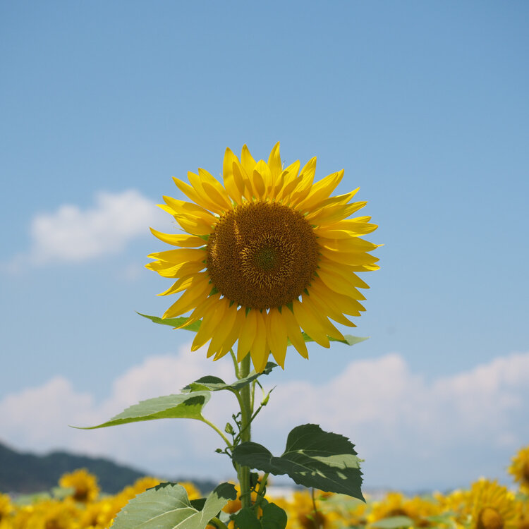 kikumaru45さんの投稿/滋賀県東近江市 ｜ ことりっぷ