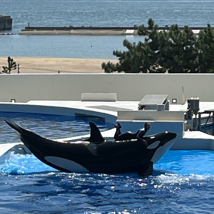 神戸須磨シーワールド　ジグソーパズル 神戸須磨シーワールド ジグソーパズル