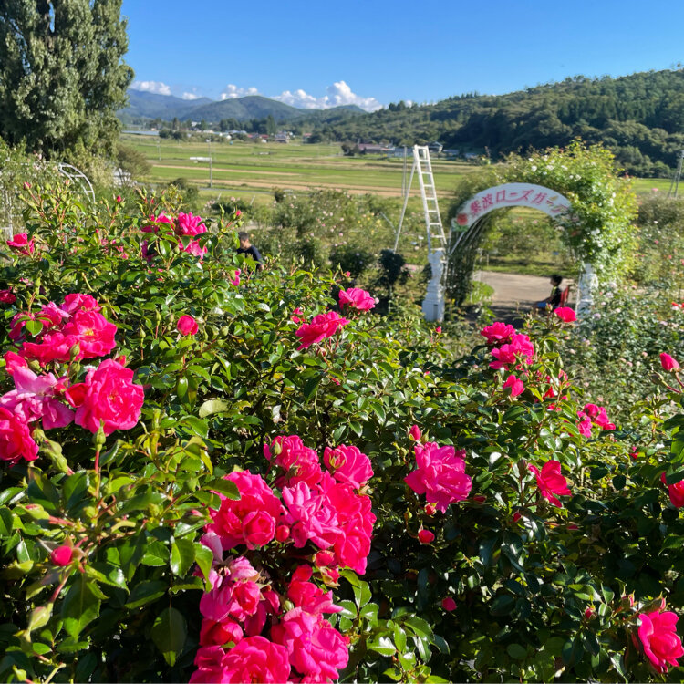 退会したユーザーさんの投稿/紫波ローズガーデン ｜ ことりっぷ