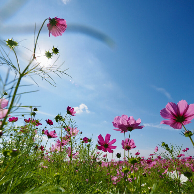 花畑開花情報（5月21日） – 国営昭和記念公園公式ホームページ