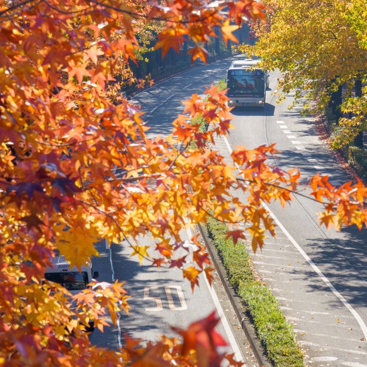 nicoさんの投稿/上之根通り ｜ ことりっぷ