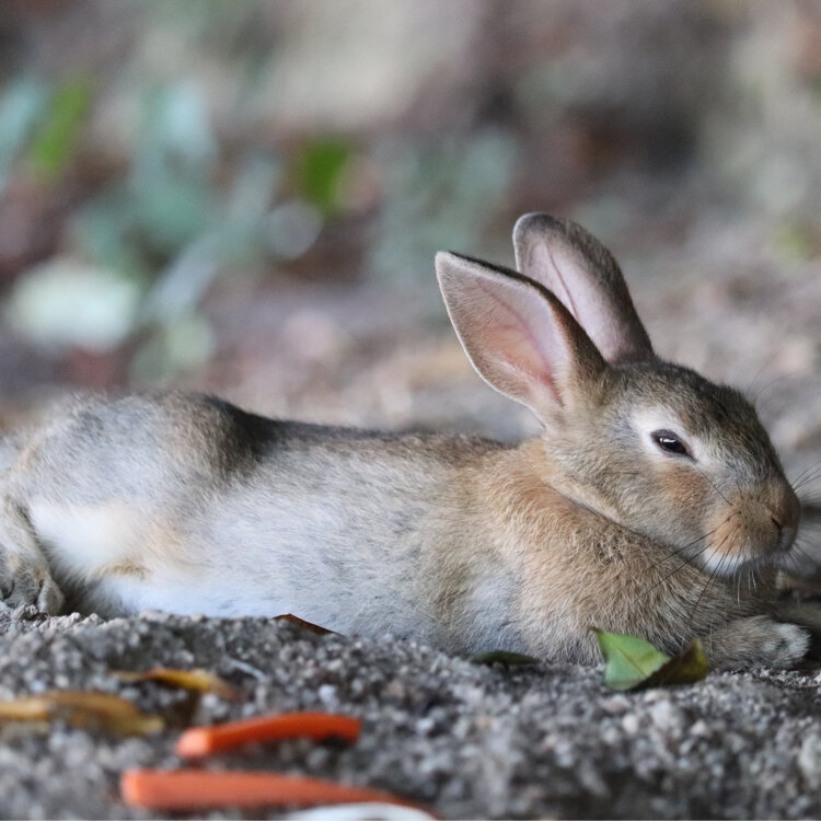 satoko🍊さんの投稿/大久野島 ｜ ことりっぷ