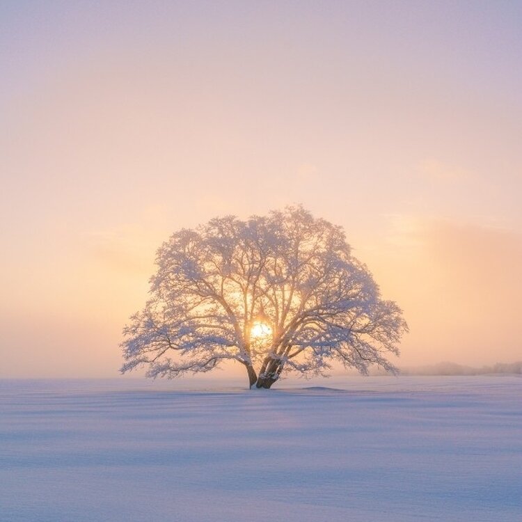 ゆきたかさんの投稿/ハルニレの木 ｜ ことりっぷ