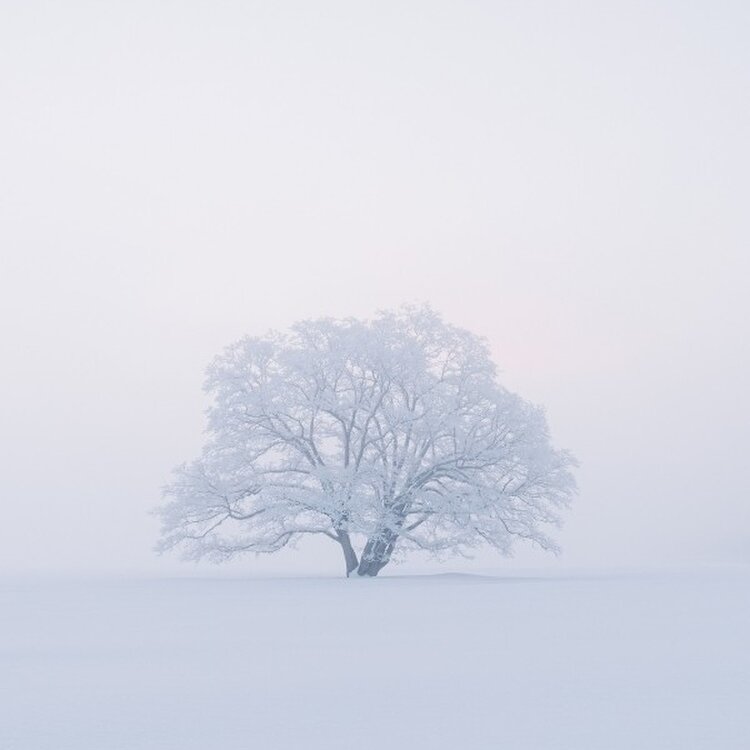 ゆきたかさんの投稿/ハルニレの木 ｜ ことりっぷ