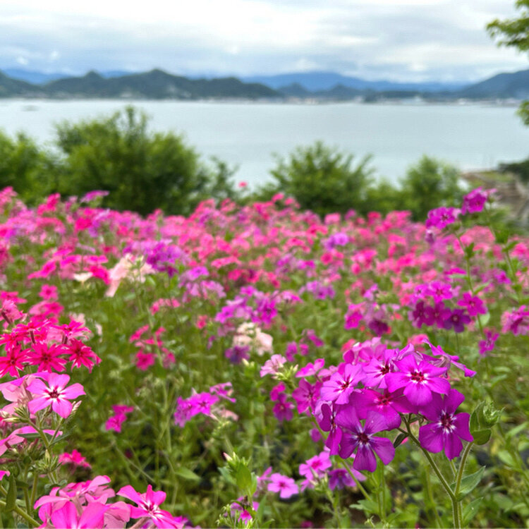 ありんこさんの投稿/天空の花畑 ｜ ことりっぷ