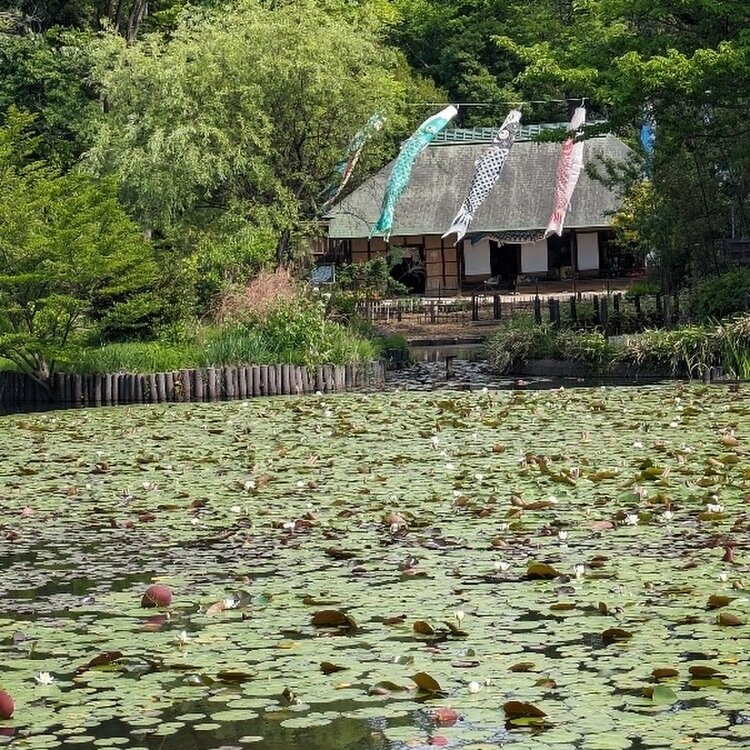 junjunさんの投稿/せせらぎ公園 ｜ ことりっぷ