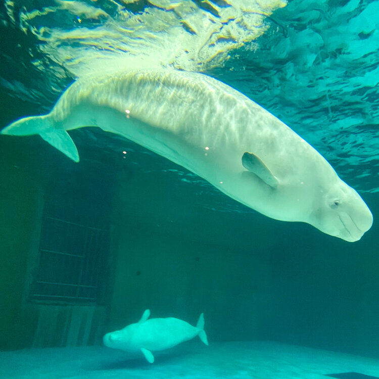 鴨川シーワールド シュラフ 鴨川シーワールド シュラフ アウトドア