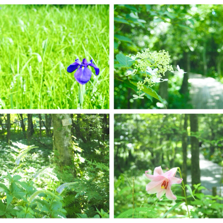 立秋の頃　パステル画　箱根湿性花園 立秋の頃 パステル画 箱根湿性花園 立秋の頃 パステル画 箱根