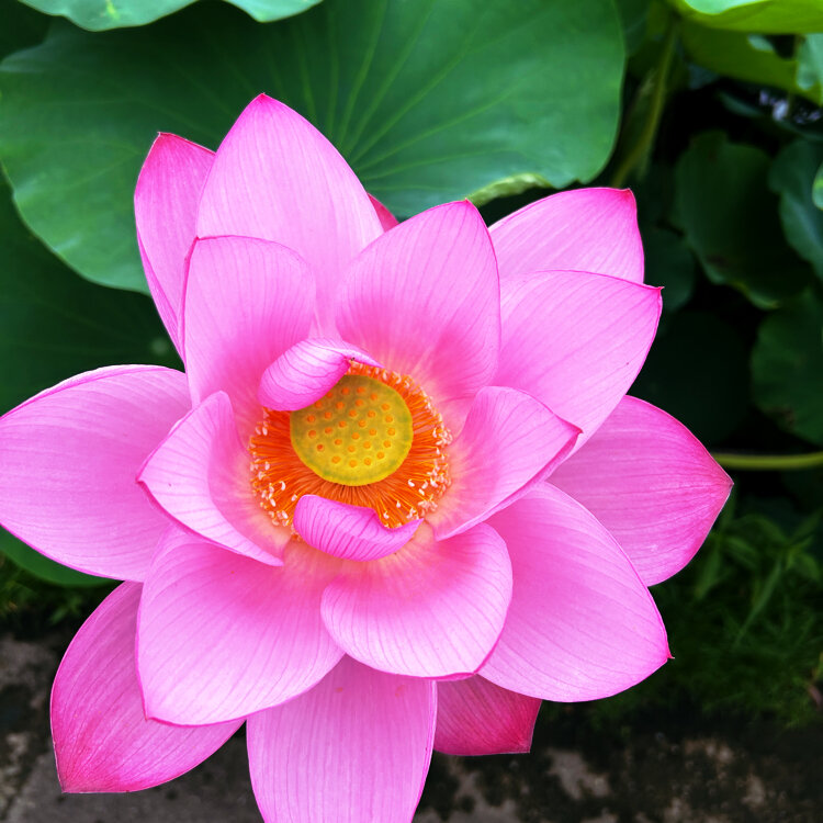 清代粉彩蓮花型水盂 清代粉彩蓮花型水盂