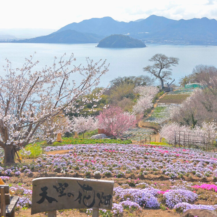 umecherryさんの投稿/天空の花畑 ｜ ことりっぷ