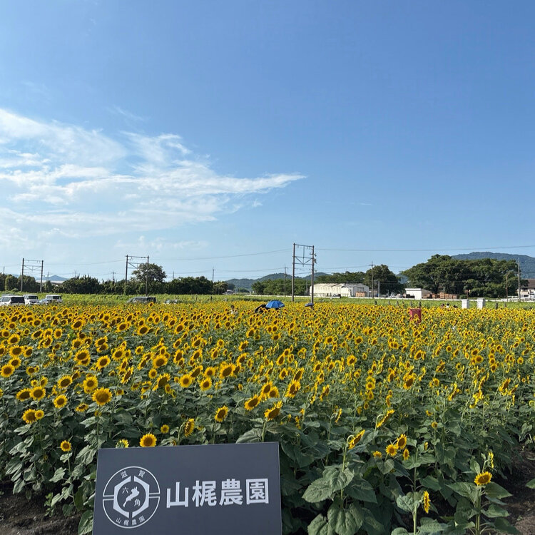 もりやすさんの投稿/山梶農園（ひまわり畑） ｜ ことりっぷ