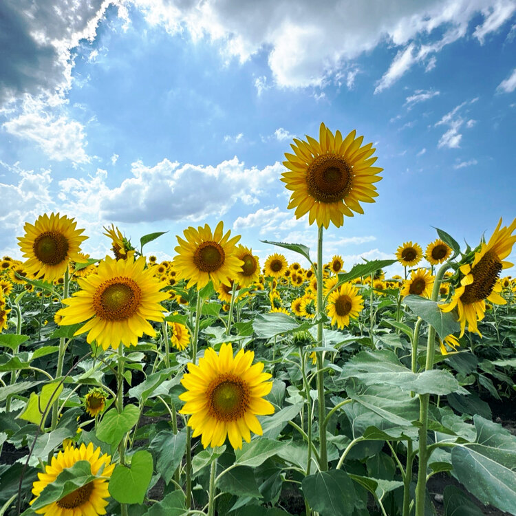 もりやすさんの投稿/山梶農園（ひまわり畑） ｜ ことりっぷ