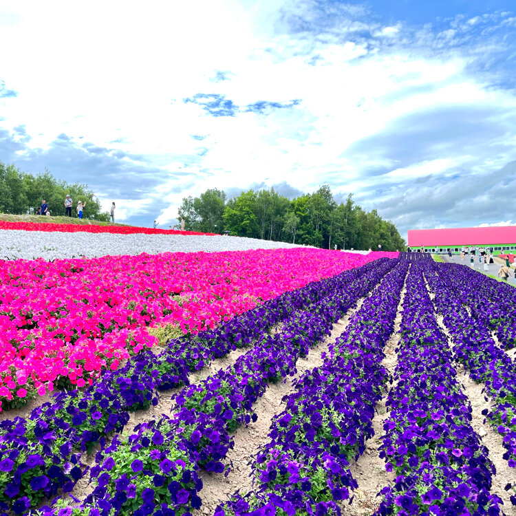 まさんの投稿/四季彩の丘 ｜ ことりっぷ