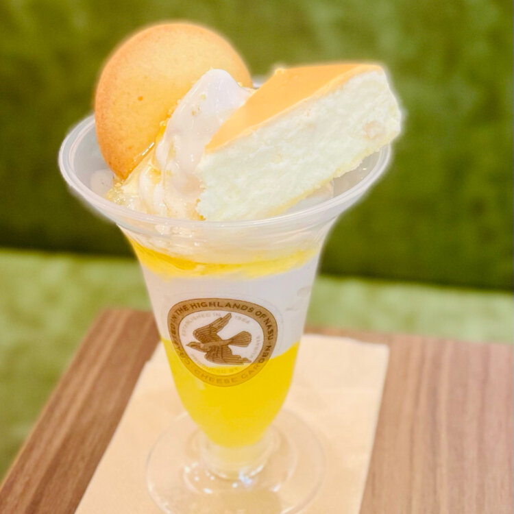 【ミッキー⚠大阪府】貝殻のように丸まる葉が魅力♪コーセーチャメドレア10号 Waves as a vibe • 波模様 This iconic Japanese summer motif