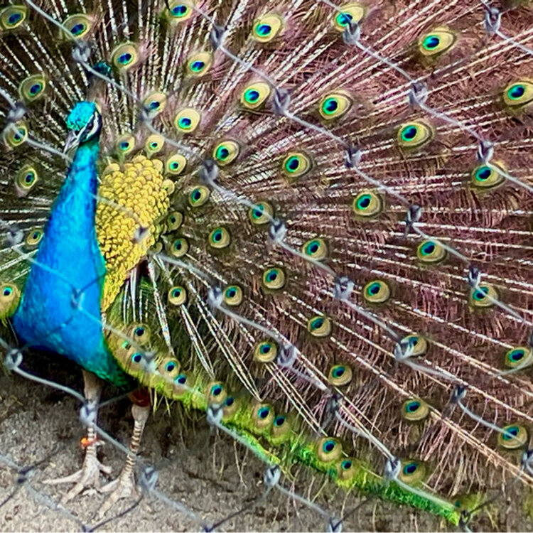 磯野キャビア ボールペン画集ZOO 磯野キャビアボールペン画集ZOO | 磯野キャビア |本 | 通販 | Amazon