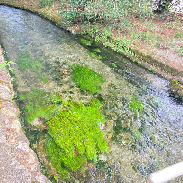 静かな湖 Visited the famous suspension bridge in Shizuokabut