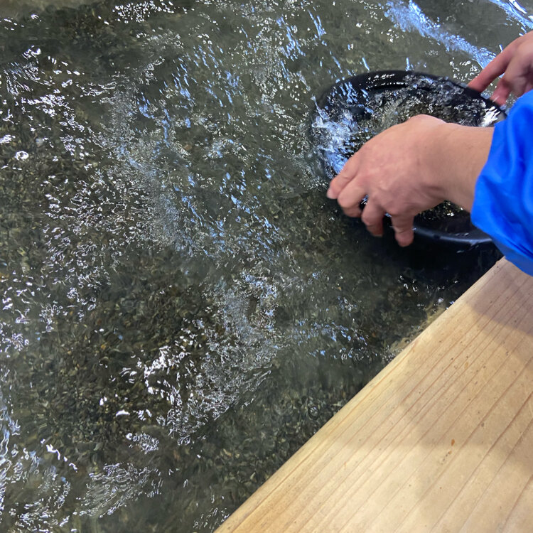 尾去沢鉱山の方鉛鉱塊(父親は坑道掘りでした)実際はキラキラ輝いています 尾去沢鉱山の黄銅鉱 | 梶の目トランシス