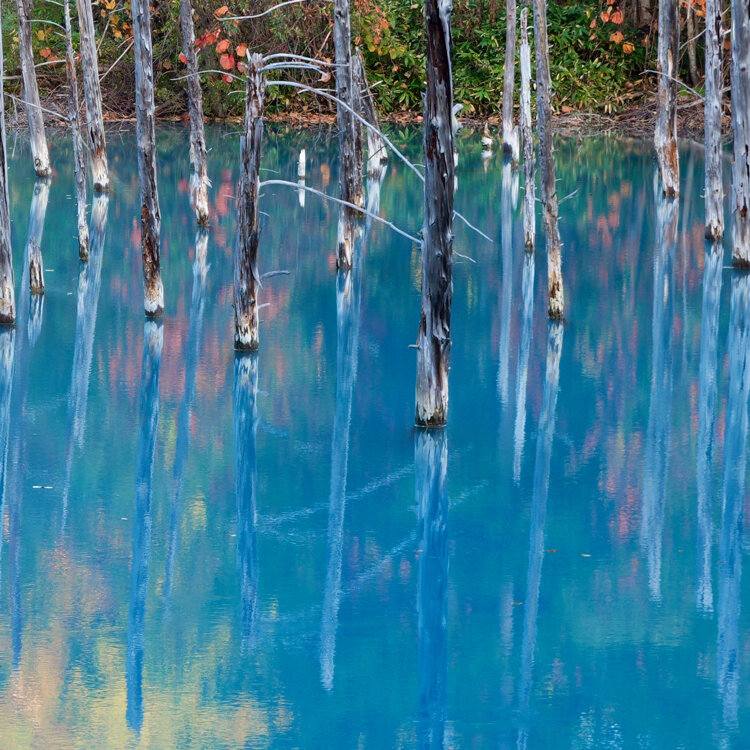 美瑛白金 青い池 - （北海道）の詳細情報 ｜ ことりっぷ