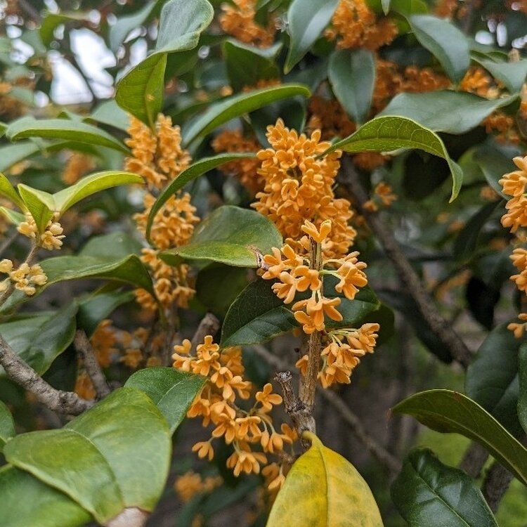 天目鶴首花入れ せと junjunさんの投稿/鶴見川土手 ｜ ことりっぷ