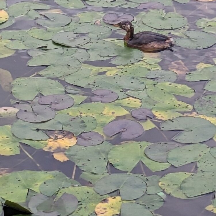junjunさんの投稿/せせらぎ公園 ｜ ことりっぷ