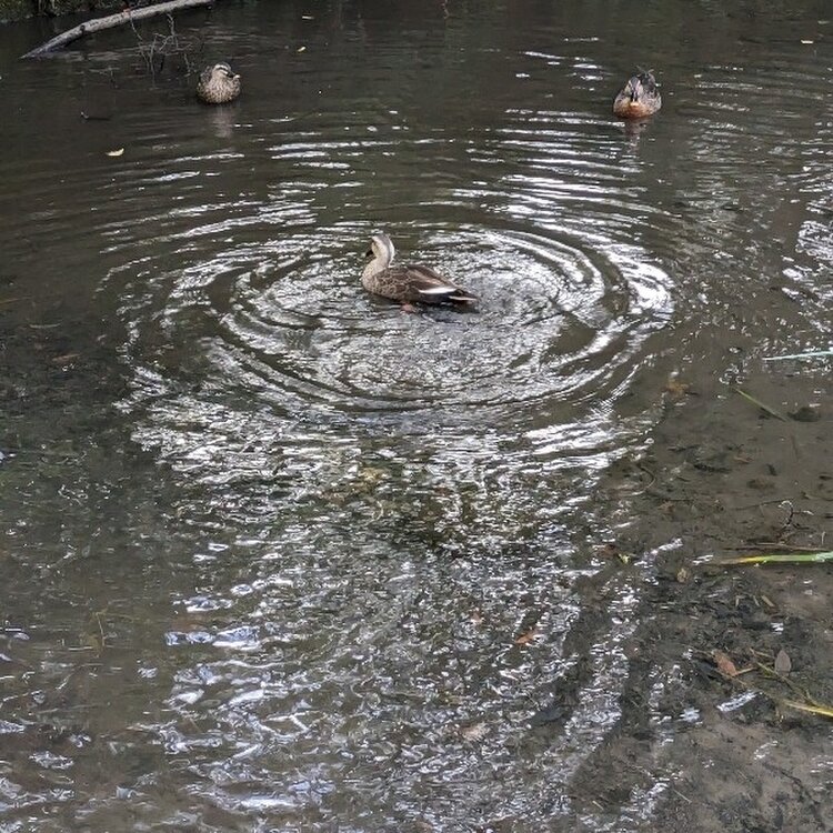 芥のせせらぎ ごりら公園 倉渕せせらぎ公園 ユニークな吊り橋 Unique Suspension Bridge
