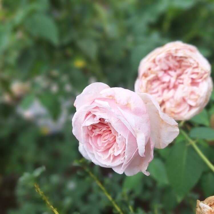 なっちゃんさんの投稿/きふワールドローズガーデン ｜ ことりっぷ