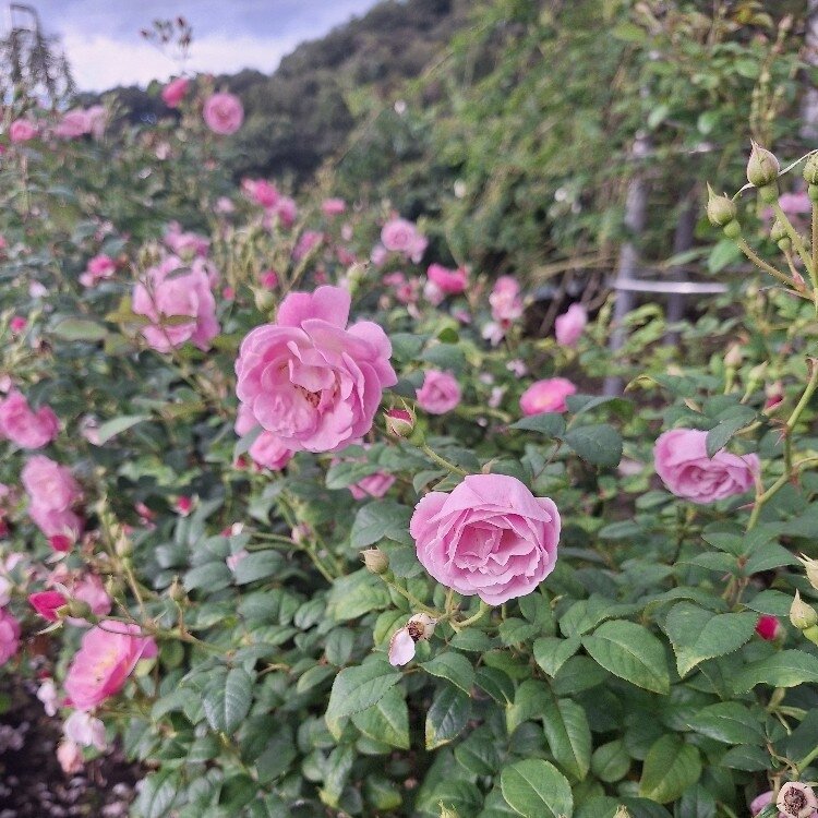 なっちゃんさんの投稿/きふワールドローズガーデン ｜ ことりっぷ
