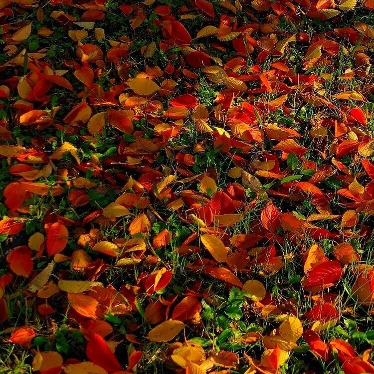 恋するニワトリの投稿