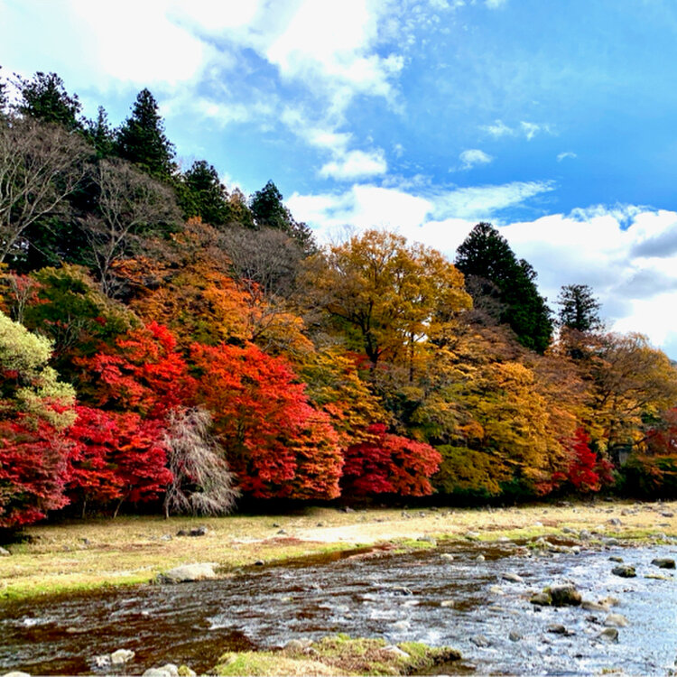 nao0228さんの投稿/谷中湖（渡良瀬遊水池） ｜ ことりっぷ