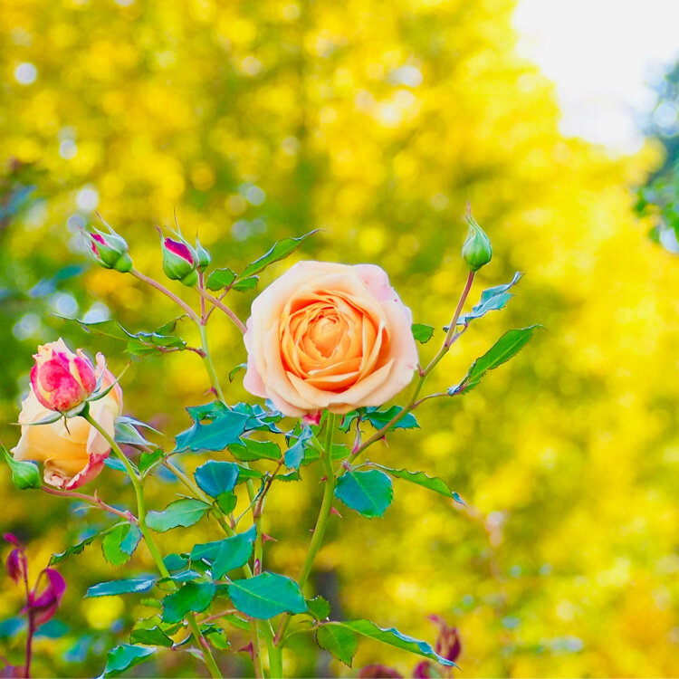 なないろさんの投稿/軽井沢レイクガーデン ｜ ことりっぷ