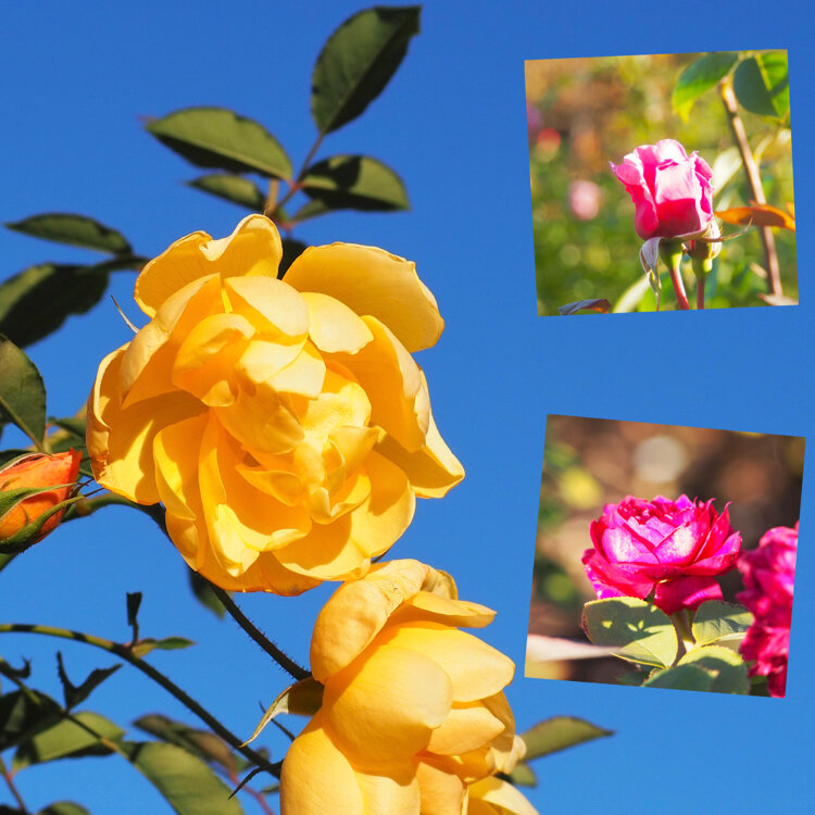 なないろさんの投稿/軽井沢レイクガーデン ｜ ことりっぷ