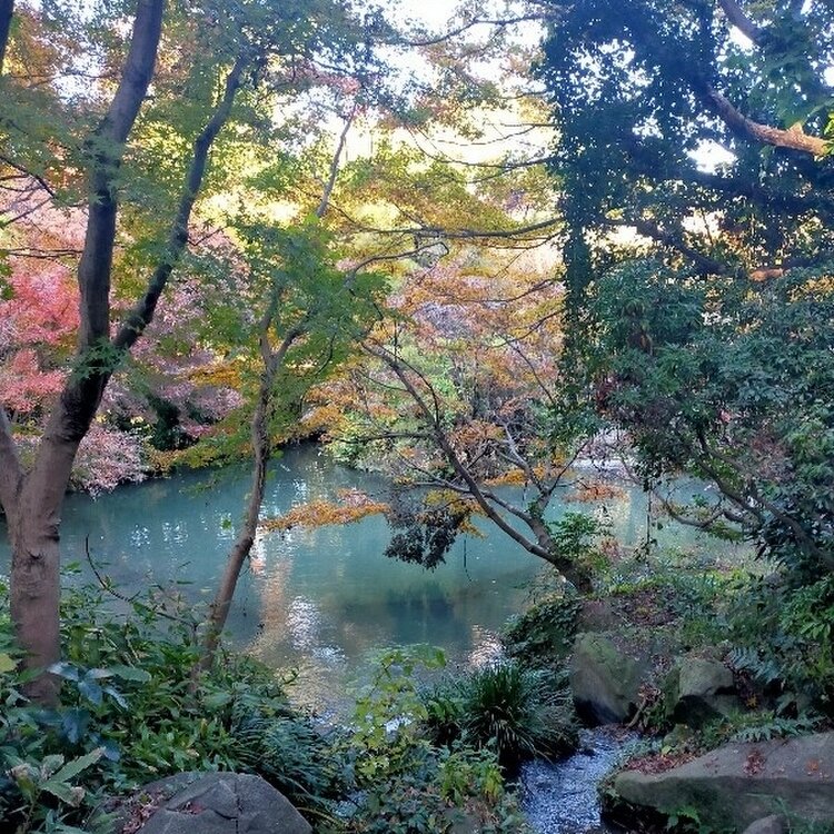 えみさんの投稿/帷子川親水緑道 ｜ ことりっぷ