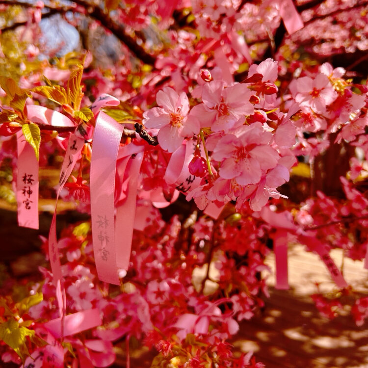 kaedeさんの投稿/桜神宮 ｜ ことりっぷ