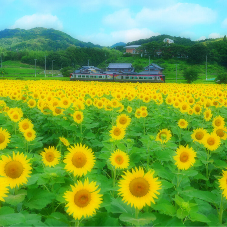 kikumaru45さんの投稿/まんのう町ひまわり ｜ ことりっぷ