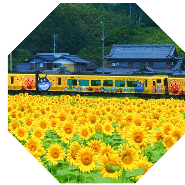 kikumaru45さんの投稿/まんのう町ひまわり ｜ ことりっぷ