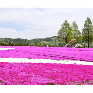 せら高原のおすすめ観光 旅行 週末おでかけ情報 4件 ことりっぷ編集部おすすめ