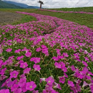ひるがのピクニックガーデン ことりっぷ厳選 おでかけ 観光情報