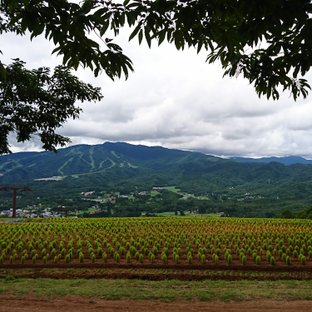 ひるがのピクニックガーデン ことりっぷ厳選 おでかけ 観光情報