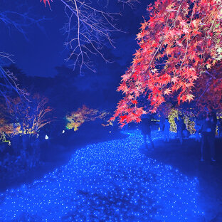 紅葉見ナイトの旅 おでかけ情報 6件 ことりっぷ編集部おすすめ