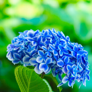 タチアオイの旅 おでかけ情報 19件 ことりっぷ編集部おすすめ