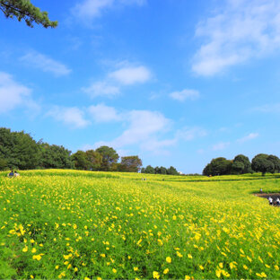 Nicoさんの投稿 国営昭和記念公園 ことりっぷ