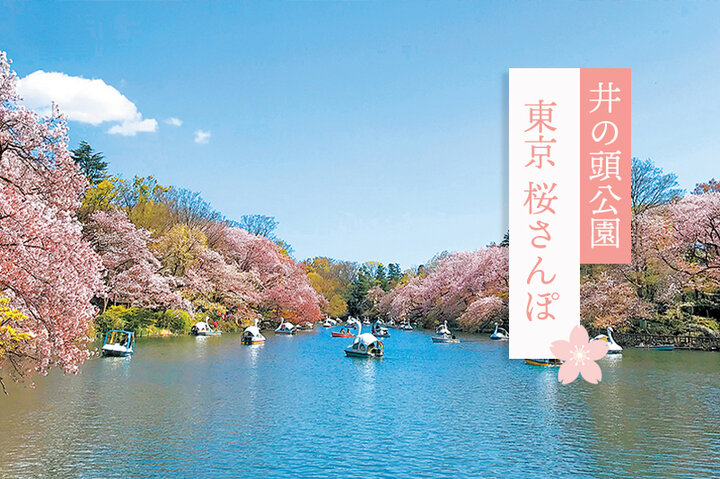 ボートに乗りながらお花見♪「井の頭公園」の桜とスタイルあるカフェめぐり～東京桜さんぽ～