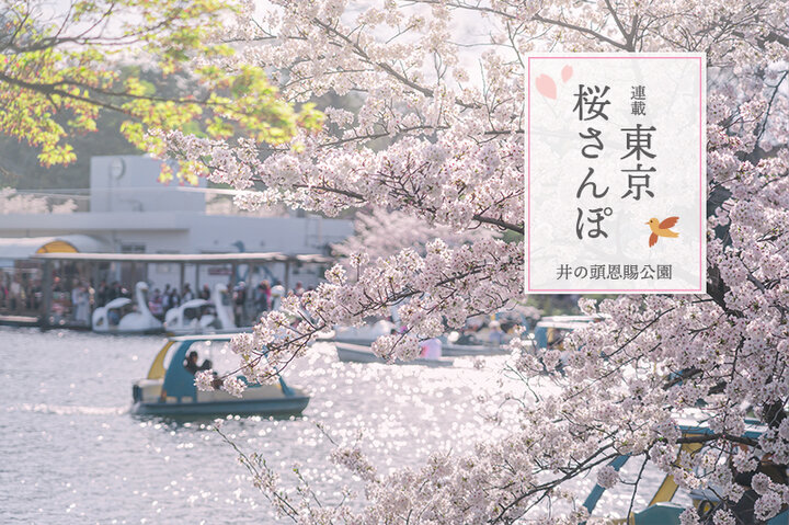 ボートに乗りながらお花見♪「井の頭公園」の桜とスタイルあるカフェめぐり～東京桜さんぽ～ ｜ ことりっぷ