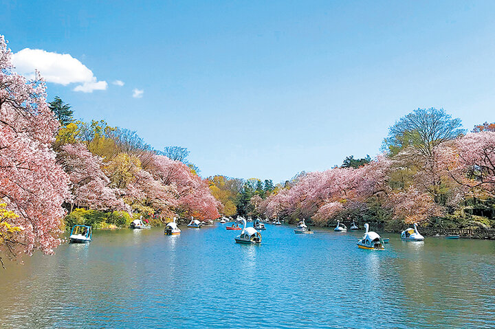 井の頭池に枝を差す桜。「井の頭恩賜公園」