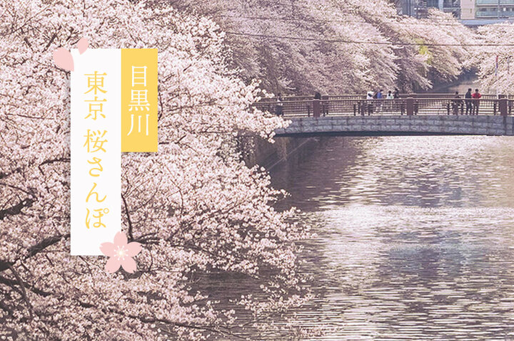 目黒川沿いに咲く約800本のソメイヨシノを愛でながら、周辺のおしゃれなお店を散策～東京桜さんぽ～
