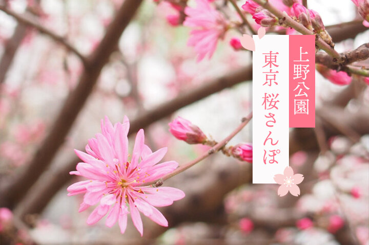 猫の街・谷中から上野公園をそぞろ歩き。お花見ごはんスポットも♪～東京 桜さんぽ～